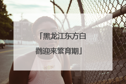 黑龙江东方白鹳迎来繁育期