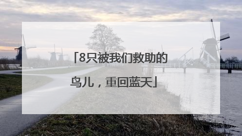8只被我们救助的鸟儿，重回蓝天